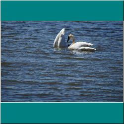 773w-TrumpterSwans - Photo by Miriam Garfinkle