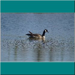 787w-CanadaGoose - Photo by Miriam Garfinkle