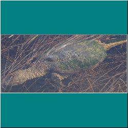 797w-SnappingTurtle - Photo by Miriam Garfinkle