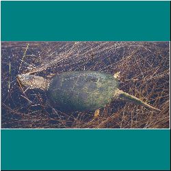 799w-SnappingTurtle - Photo by Miriam Garfinkle