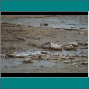 Wilsons Plover - Photo by Photo by Miriam Garfinkle