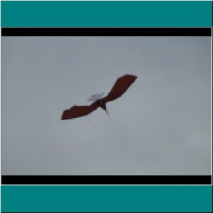 Kite - Photo by Miriam Garfinkle