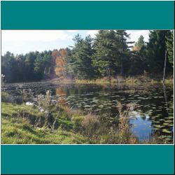 The Pond at Hedy's - Photo by Miriam Garfinkle