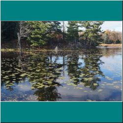 The Pond at Hedy's - Photo by Miriam Garfinkle