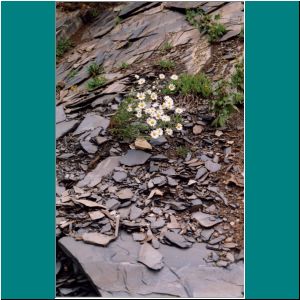 Newfoundland2005M-008-Rocks&Flowers - Photo by Ulli Diemer