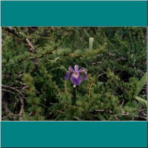 Newfoundland2005M-026-FloweronthePathtoWesternBrookPond - Photo by Ulli Diemer